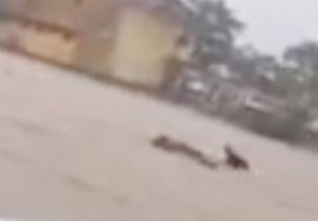 
Hình ảnh người đàn ông cùng bè cá trôi giữa lũ (ảnh: cắt từ clip facebook Anna Lilac)
