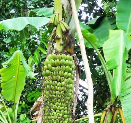 Buồng chuối quả nhỏ dần về cuối buồng