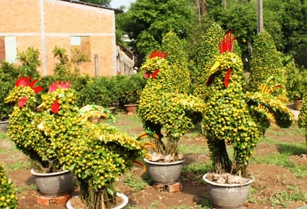 Quất kiểng hình “siêu độc” tất bật chuẩn bị ra chợ Tết - 8 Quất kiểng hình “siêu độc” tất bật chuẩn bị ra chợ Tết - 8