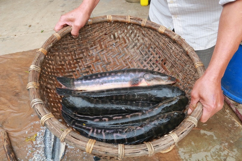 Kiếm cả trăm triệu đồng từ nuôi cá lóc bông - 4 Thịt cá lóc bông ngon, sạch nên được nhiều người ưa thích.