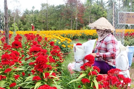 Xứ hoa Bến Tre đẹp như “tranh vẽ” ngày giáp Tết - 4 Bọc giấy xung quanh chậu hoa để chuẩn bị vận chuyển ra chợ Tết