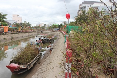 Ghe chở đầy hoa “tấp nập” cập bến sông, lên hàng bán Tết - 4 Ghe chở đầy hoa “tấp nập” cập bến sông, lên hàng bán Tết - 4
