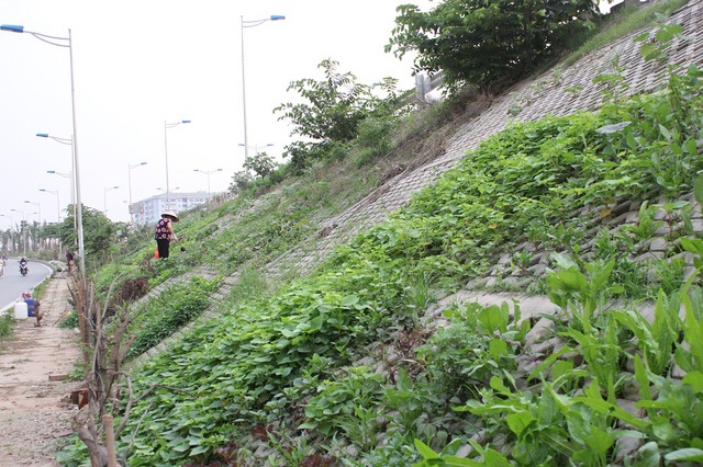 Vườn rau độc đáo dài khoảng 2km, xanh mướt được người dân trồng ngay trong những hốc bê tông bên đường vành đai 2, đoạn qua dốc Bưởi (Hà Nội).