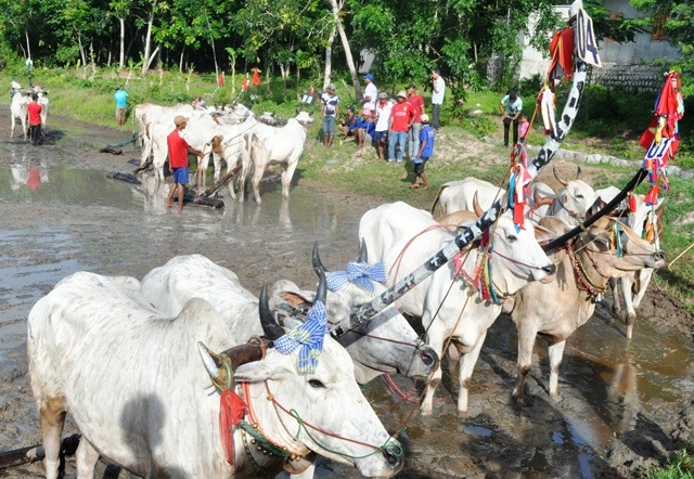 Về An Giang xem lễ hội đua bò - 4