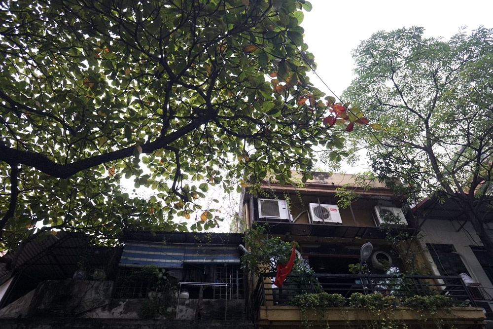 Hà Nội bình yên trong tiết trời thu - 4
Trên phố, cây bàng đã bắt đầu điểm những chiếc lá đỏ.