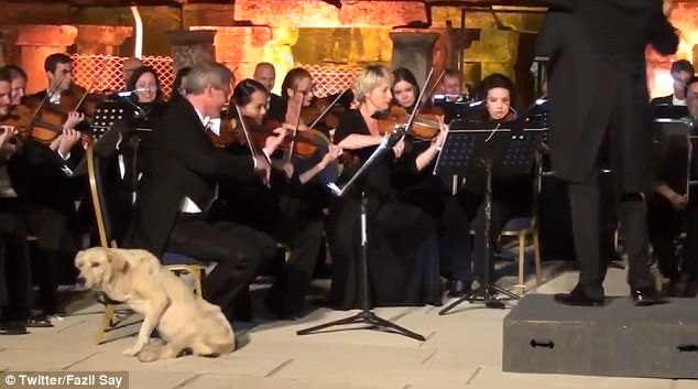 Trong lúc chú chó chuẩn bị nằm xuống, cả dàn nhạc không thể nhịn cười, khán giả cũng vỗ tay và cười rộ lên.