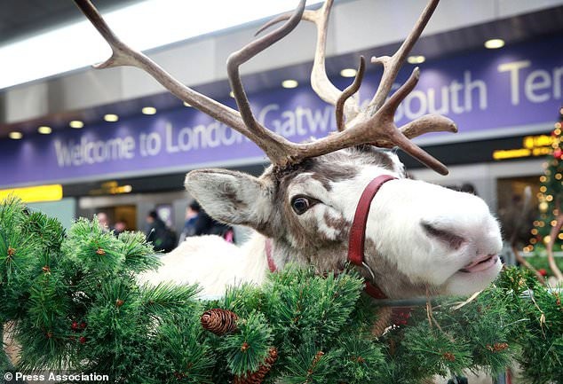 Vì sao ông già Noel rất… “tội nghiệp”? - 2 Khổ sở hơn nữa, ông già Noel còn dễ bị nhiễm khuẩn do bị ve ký sinh cắn do ông luôn ở bên những chú tuần lộc. Những chú tuần lộc trung thành của ông già Noel, gồm Rudolph, Dasher, Dancer, Prancer, Vixen, Comet, Cupid, Donner và Blitzen, có thể mang trên mình những con ve ký sinh.