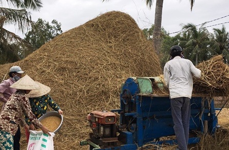 Mô hình cánh đồng lúa - tôm sạch: Cơ hội làm giàu ở vùng nhiễm mặn - 5 Thu hoạch lúa ở vùng ven biển Thạnh Phú