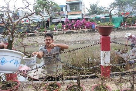 Ghe chở đầy hoa “tấp nập” cập bến sông, lên hàng bán Tết - 5 Lên hàng bán Tết
