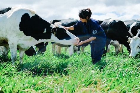 Bước tiến mới trong lĩnh vực organic của ngành sữa - 3 Bước tiến mới trong lĩnh vực organic của ngành sữa - 3