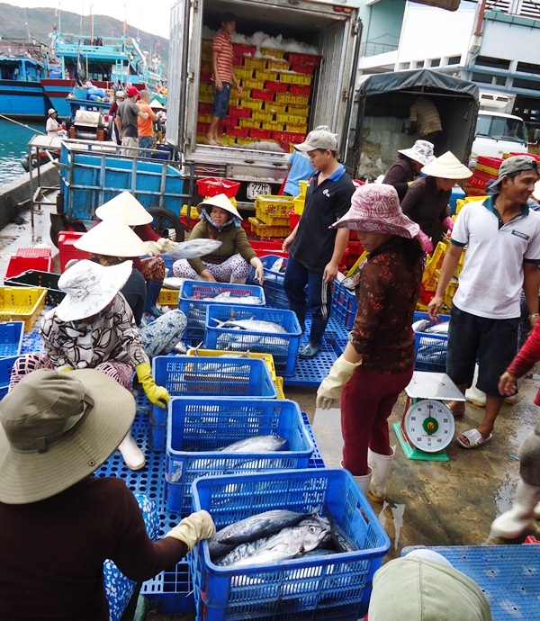Bình Định: Trúng đậm "lộc biển", ngư dân bỏ túi cả triệu đồng mỗi đêm - 1
Ngư dân Bình Định trúng đậm cá ồ, cá nục sau một đêm ra khơi