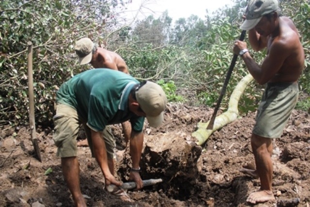 Chôm chôm giá cao “kỷ lục”, nhà vườn tiếc vì không có hàng để bán - 2 Nhiều nhà vườn ở huyện Chợ Lách (Bến Tre) bứng bỏ vườn chôm chôm sau đợt hạn, mặn