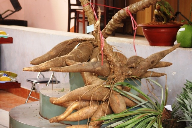 Chiêm ngưỡng cặp “gà hóa phụng” nặng gần 1 tấn bằng trái cây - 8 bụi sắn nặng 61 kg