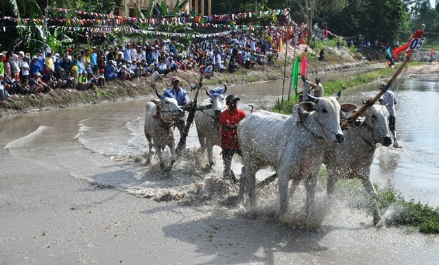 Trước khi bước vào tranh tài, các cặp bò dạo qua một vòng sân đấu chào khán giả.