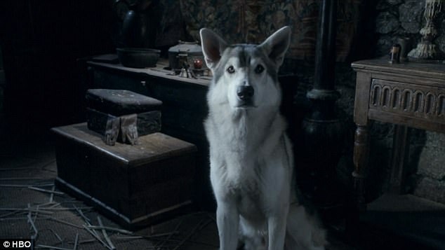 “Trò chơi vương quyền” khiến chó husky bị bỏ rơi hàng loạt - 2 Hiện tại, do cơn sốt mà “Trò chơi vương quyền” tạo ra, nhiều người tìm mua chó husky vì diện mạo nó khá giống với chó sói xuất hiện trong phim. Nhưng sau đó, khi hết “sốt” và phải đối diện với những trách nhiệm mệt mỏi, nhiều người liền bỏ rơi thú cưng ngoài đường. Số lượng chó husky bị bỏ rơi tại Mỹ đang tăng nhanh đột biến.