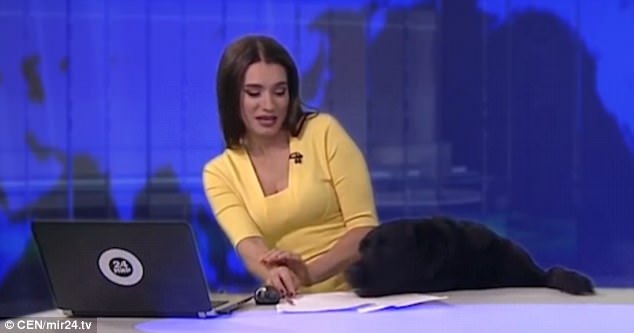 Bất ngờ chú chó nhảy lên và “hiện hình” trước ống kính máy quay. Đoạn video clip ghi lại “sự cố” của bản tin đã nhanh chóng gây sốt trên mạng xã hội Nga. Biên tập viên truyền hình dù khá bối rối nhưng đồng thời cũng thích thú bởi “sự cố”.