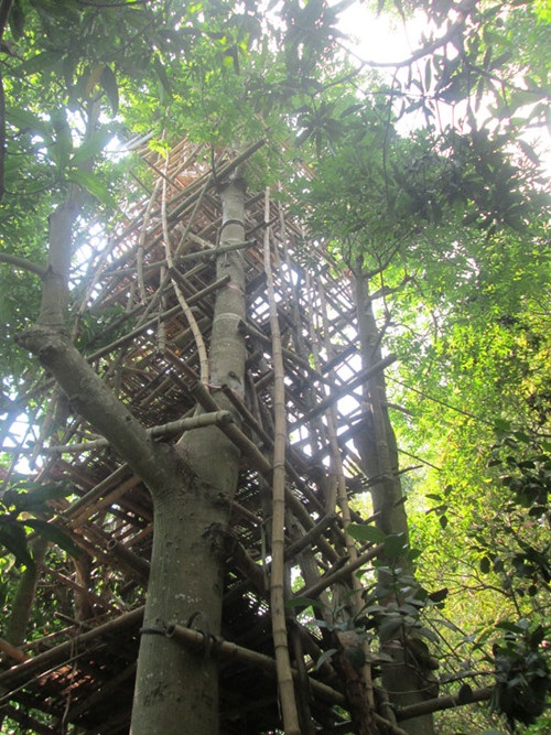 Ngôi nhà cây cao 9 tầng của cụ Dương ở An Giang