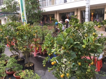 Hoa, kiểng chơi Tết “rục rịch” ra phố - 6 Những chậu quất kiểng được bày bán ở chợ hoa