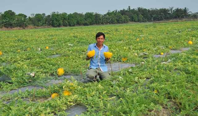 3 triệu đồng/cặp dưa hấu hồ lô, thỏi vàng chưng Tết - 3
Hiện giá một cặp dưa thỏi vàng có chữ Tài - Lộc có giá từ 1,5 đến 3 triệu đồng/cặp