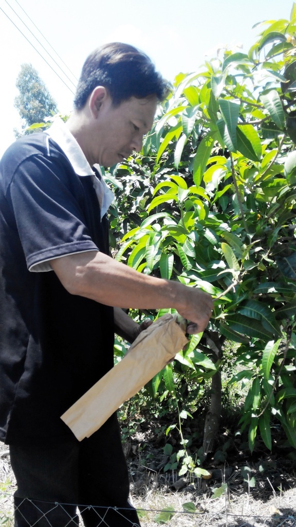 Rượu bia nhiều rồi, lao động cho khỏe người! - 1 Ông Nguyễn Thanh Hiện - xã Thới Hưng, huyện Thới Lai TP Cần Thơ thu hoạch xoài để kịp giao cho thương lái
