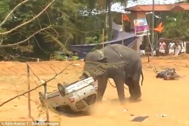Voi bất ngờ nổi giận giữa lễ hội khiến người tham gia bỏ chạy - 2 Nó đã lật đổ xe máy và ô tô nằm gần đó. Dù vậy, may mắn không có ai bị thương.