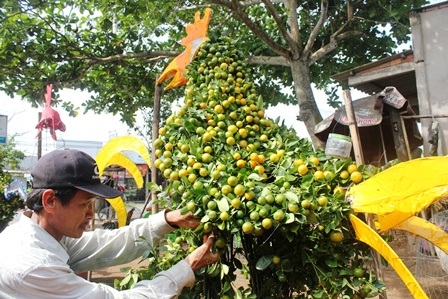 Quất kiểng hình “siêu độc” tất bật chuẩn bị ra chợ Tết - 6 Nghệ nhân tỉ mỉ làm từng chi tiết để có hình dáng đẹp cung cấp thị trường Tết