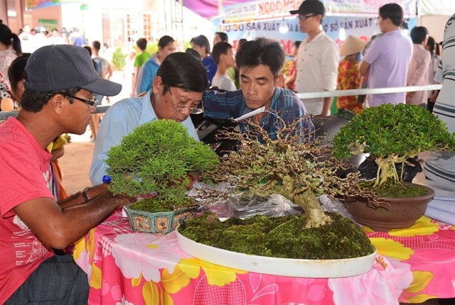 Độc đáo Lễ hội trái cây ngon, an toàn ở xứ Dừa - 2 Cây kiểng đẹp được trưng bày tại lễ hội
