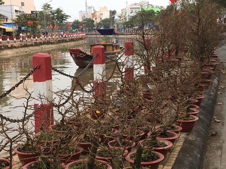 Hoa, kiểng chơi Tết “rục rịch” ra phố - 8 Chiếc ghe từ Bến Tre chờ mai vàng lên hàng ở khu vực Hồ Xáng Thổi (TP Cần Thơ)