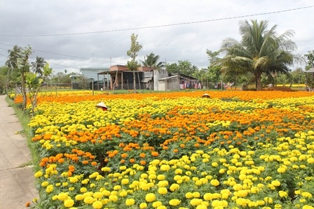 Xứ hoa Bến Tre đẹp như “tranh vẽ” ngày giáp Tết - 8 Hoa khoe sắc tràn ngập xung quanh nhà