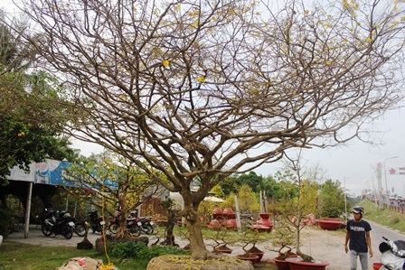 Ngắm “cụ” mai vàng hơn 100 năm được rao bán 1,1 tỷ đồng - 11 Ngắm “cụ” mai vàng hơn 100 năm được rao bán 1,1 tỷ đồng - 11