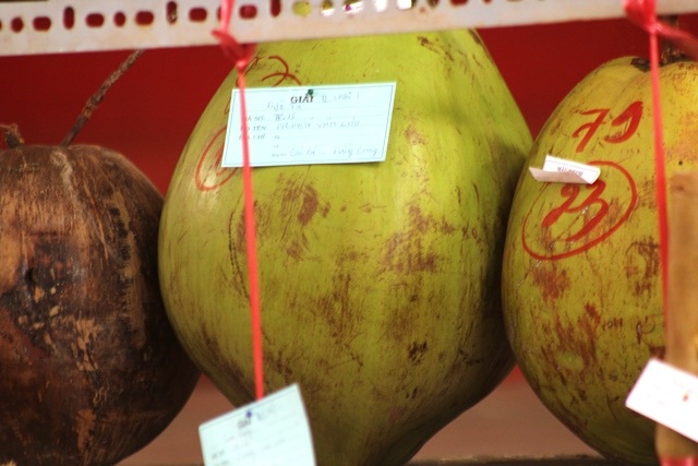 Chiêm ngưỡng cặp “gà hóa phụng” nặng gần 1 tấn bằng trái cây - 5 Những quả dừa khủng được trưng bày ở Lễ hội