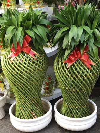 Hoa, kiểng chơi Tết “rục rịch” ra phố - 7 Cây phát tài được uốn thành hình cặp lục bình rất đẹp