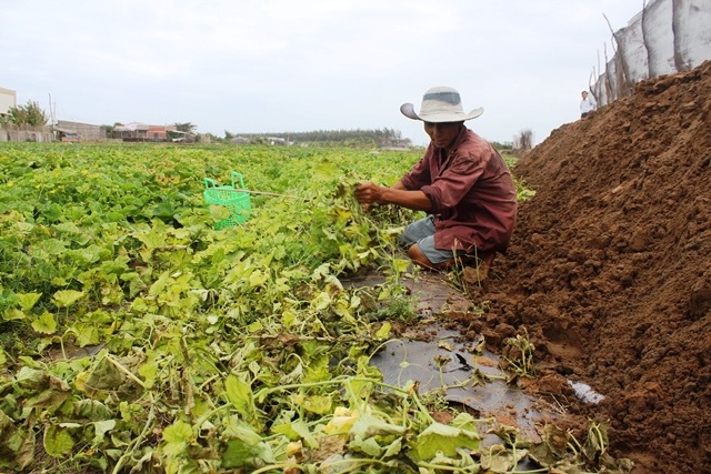 
Hoa màu của gia đình ông Tèo cũng bị hư hỏng nặng
