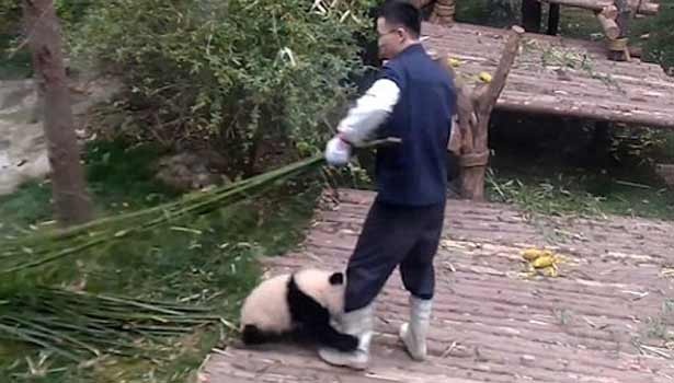 Video chú gấu "lầy lội" bám theo người làm vườn gây sốt trên Facebook - 1 Chú gấu nhất quyết ôm chân, không chịu rời người chăm sóc. (Ảnh cắt từ clip)