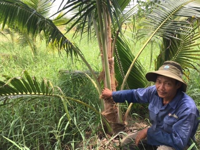 Chuyển dịch cơ cấu sản xuất để thích ứng với biến đổi khí hậu - 3 Nông dân huyện Giồng Trôm chuyển sang trồng dừa kết hợp trồng cỏ nuôi bò