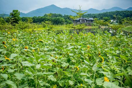 Sáng thức dậy giữa hương hoa thơm ngát - 9 Những cánh đồng hoa thơ mộng bên hồ