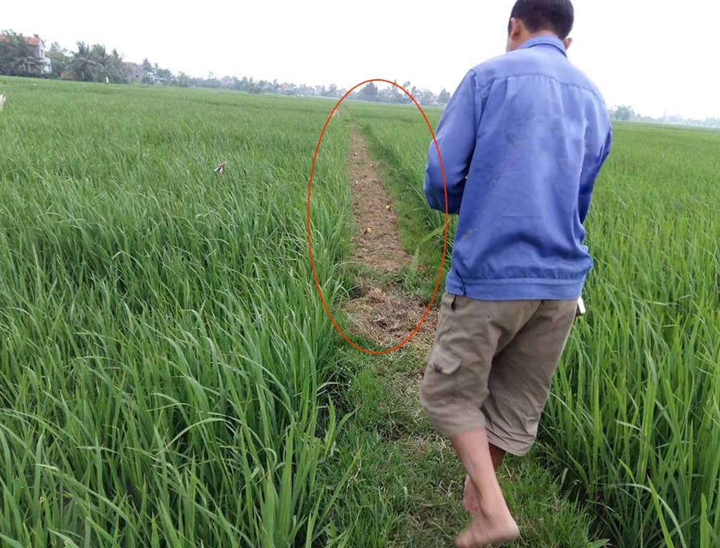 Theo chân thợ săn "giăng bẫy" chim chiền chiện - 1