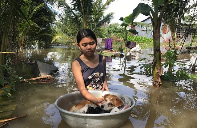 Triều cường kéo sập bờ ao cá, hàng chục hộ dân ngập sâu trong nước - 4 Đàn chó con vừa sinh tối hôm qua được con gái ông Nguyễn Hiếu Thiện di dời để tránh nước.