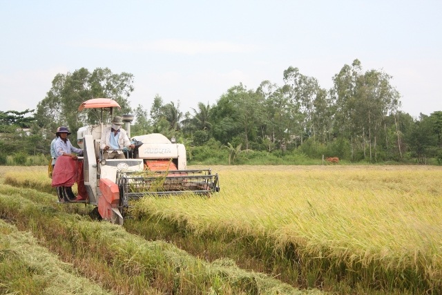 Lúa đông xuân giá cao, nông dân lãi lớn - 1 Nông dân vùng Đồng bằng sông Cửu Long thu hoạch lúa đông xuân
