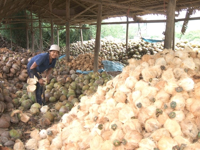 Vườn dừa xơ xác, doanh nghiệp phải nhập dừa về chế biến - 2 Năng suất dừa giảm, người trồng dừa gặp khó