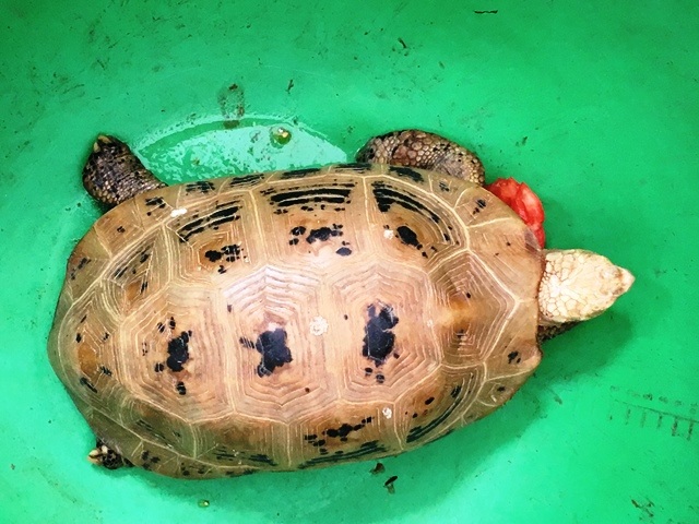 Con rùa có màu vàng, lốm đốm đen siêu độc