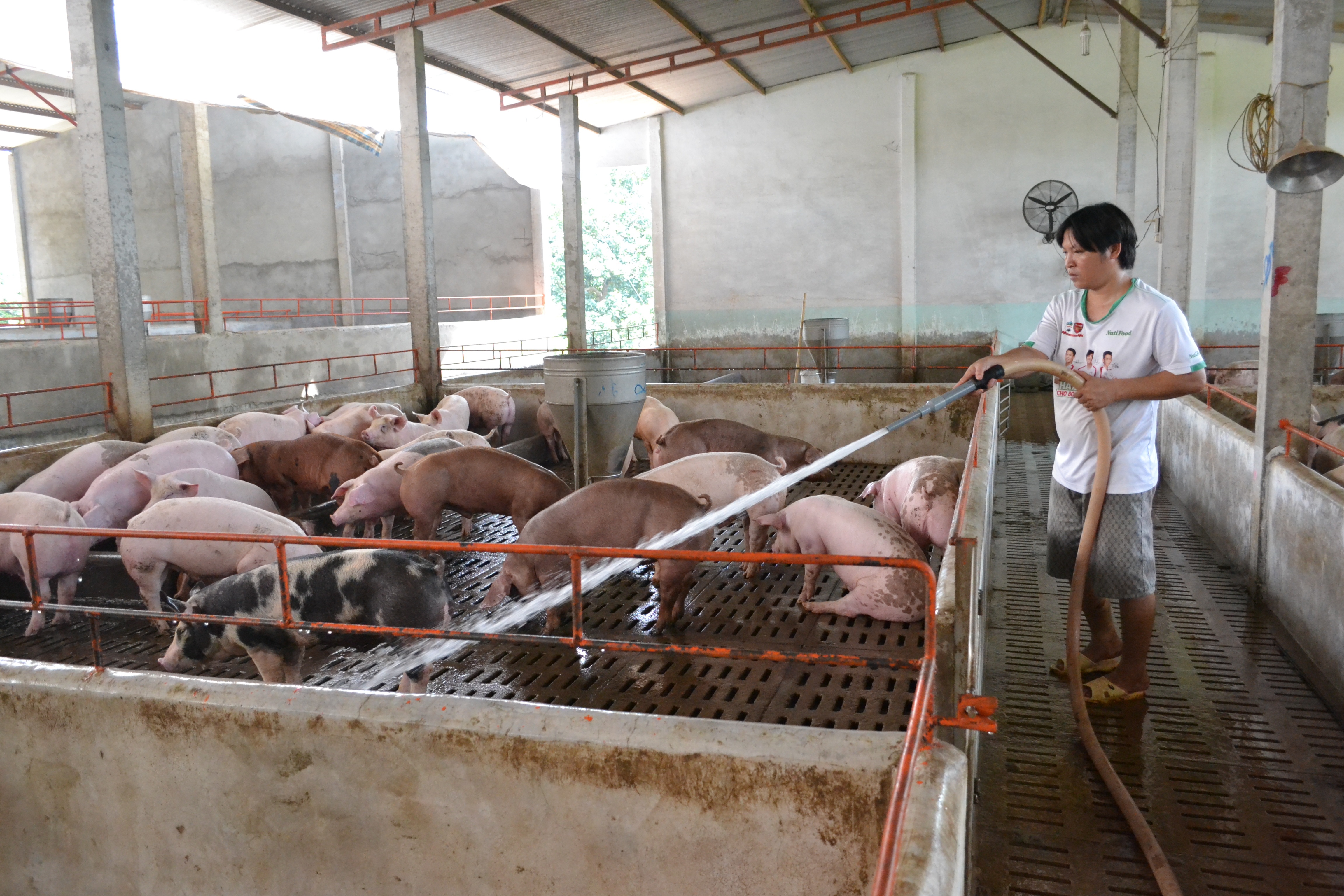 Tết buồn tại “thủ phủ” chăn nuôi heo - 1 Một cái tết buồn đang đến với người chăn nuôi heo tại Đồng Nai khi giá heo “chạm đáy” trong 10 năm qua
