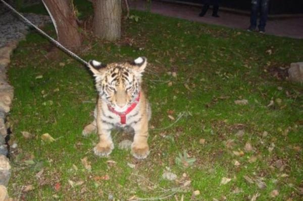 Người đàn ông thản nhiên dắt hổ đi dạo như... chó cưng - 1 Người đàn ông thản nhiên dắt hổ đi dạo như... chó cưng - 1