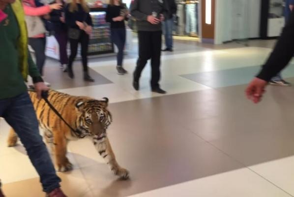 Thản nhiên dắt hổ đi dạo trong trung tâm thương mại - 1
Dắt hổ đi qua khu mua sắm đông đúc