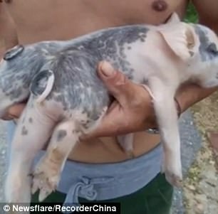 Clip lợn sáu chân, hai đuôi gây xôn xao ở Trung Quốc - 1 Clip lợn sáu chân, hai đuôi gây xôn xao ở Trung Quốc - 1