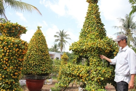 Quất kiểng hình “siêu độc” tất bật chuẩn bị ra chợ Tết - 13 Quất kiểng hình “siêu độc” tất bật chuẩn bị ra chợ Tết - 13