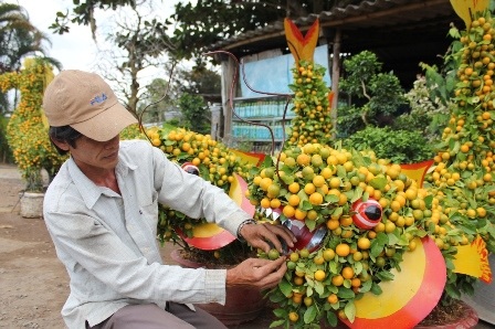 Quất kiểng hình “siêu độc” tất bật chuẩn bị ra chợ Tết - 4 Quất kiểng hình “siêu độc” tất bật chuẩn bị ra chợ Tết - 4
