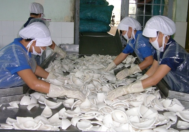 Vườn dừa xơ xác, doanh nghiệp phải nhập dừa về chế biến - 3 Thiếu nguyên liệu một số doanh nghiệp chế biến cũng gặp khó khăn