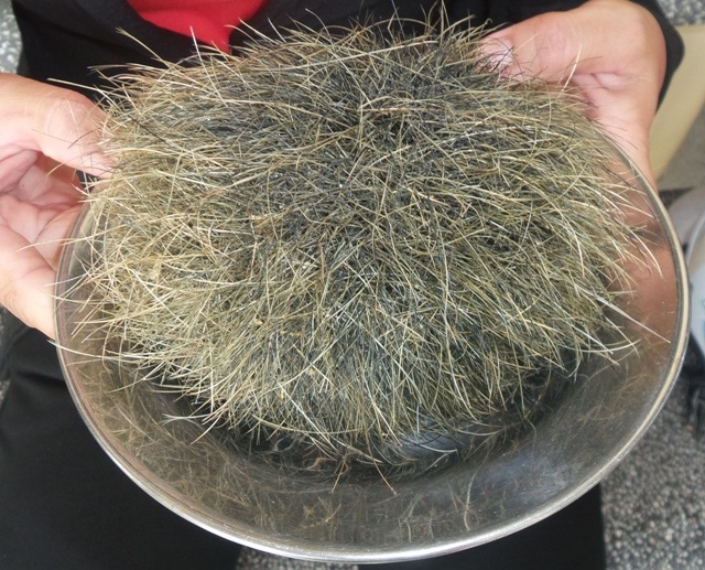 Phát hiện vật thể nghi cát lợn nặng hơn 300 gram - 1 Vật thể lạ nghi là cát lợn ở Bạc Liêu.