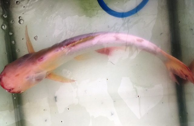 Con cá tra có màu trắng